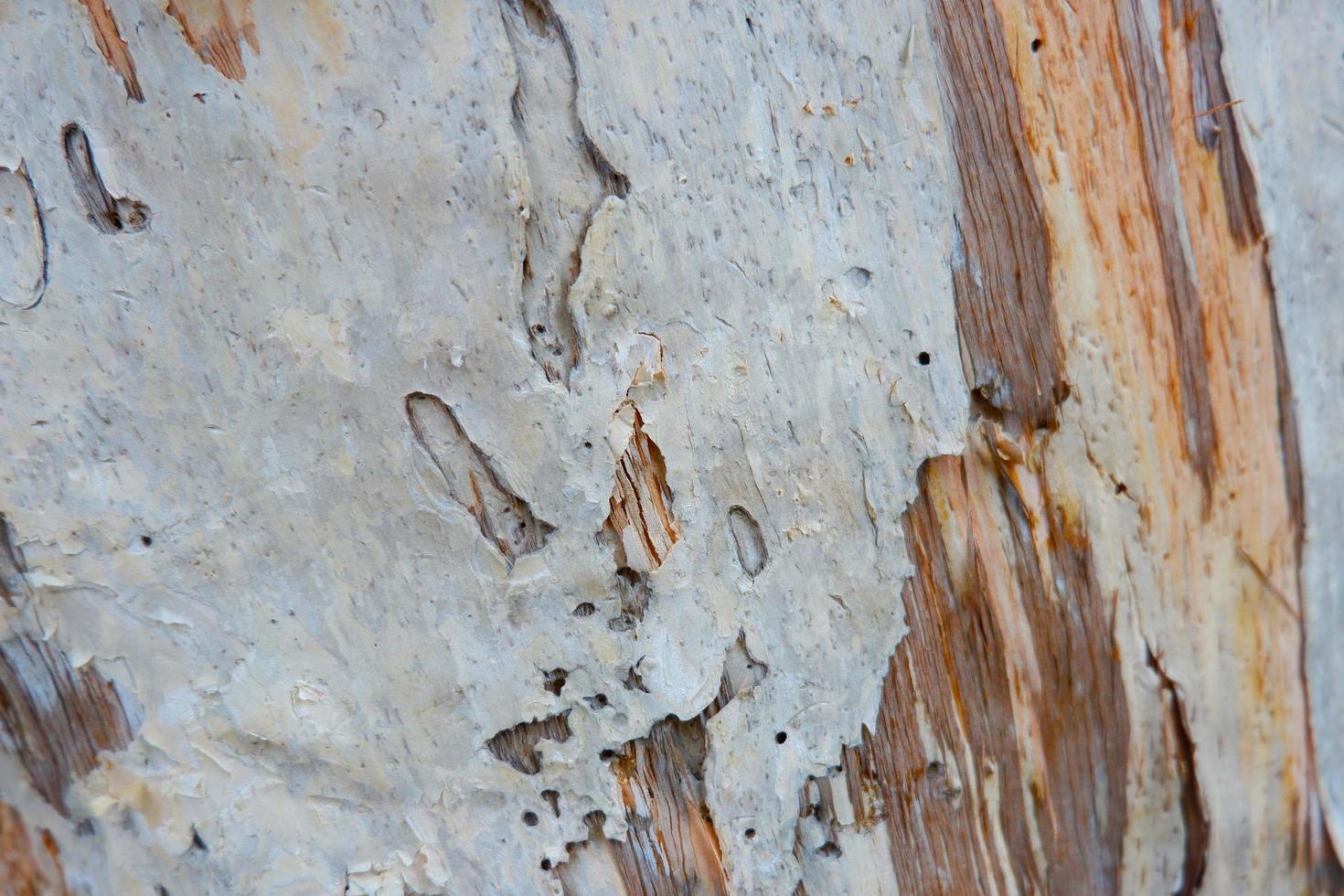 Rough texture of bark. photo