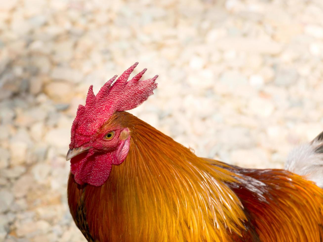 Portrait of a chicken. photo