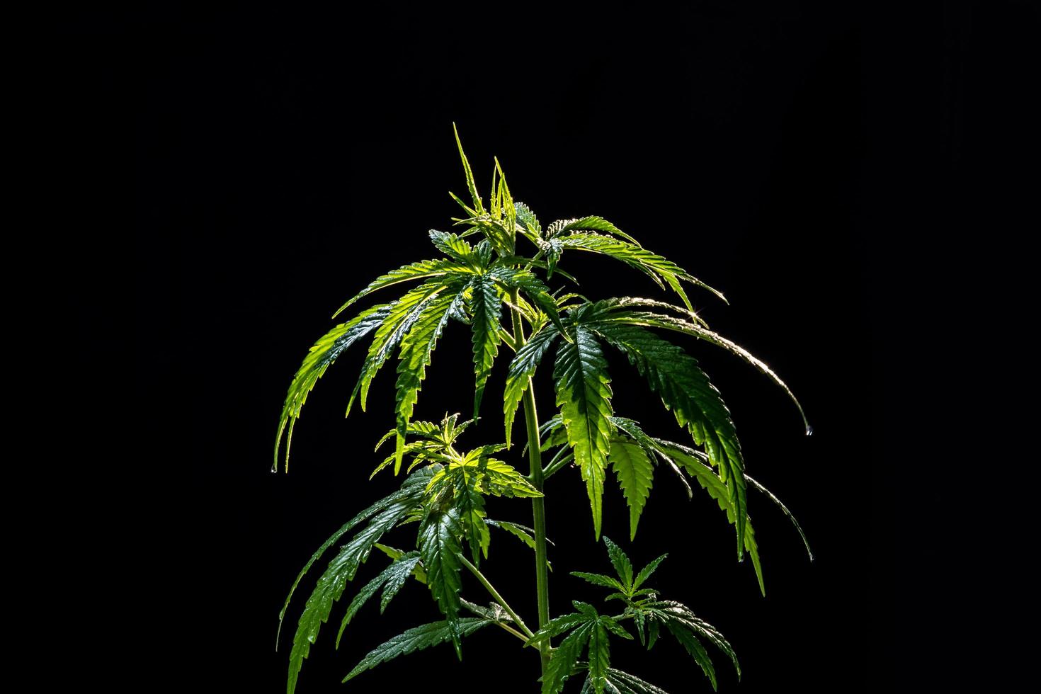 The beautiful marijuana green leave a nature plant for chemical medicine health care with black background. photo