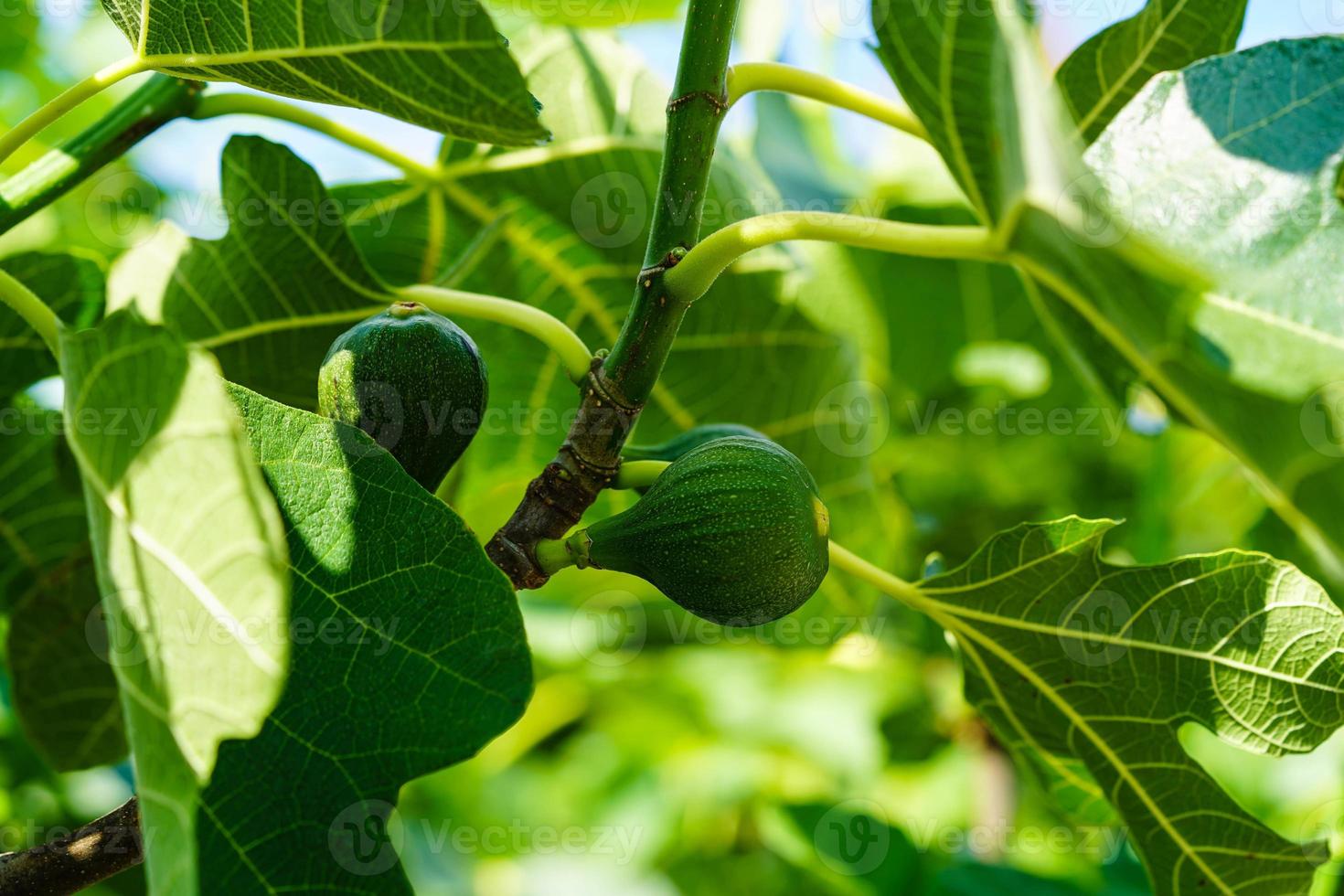 Ficus carica Fig tree with fruits in the old country next to Hamburg photo