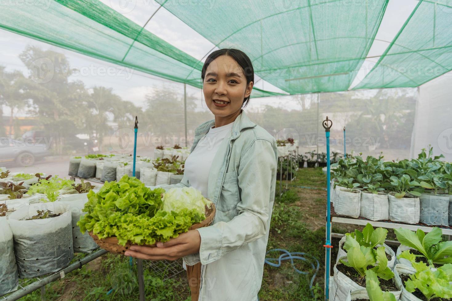 Female gardener harvested fresh vegetables in farm. Asian farmer in vegetable organic farm. Hydroponics organic farm concept. photo