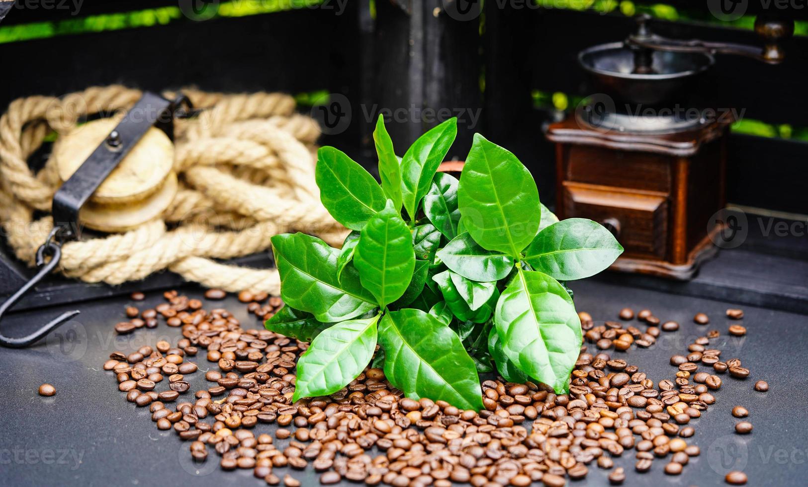 some leaves of a coffee plant roasted Coffee beans photo