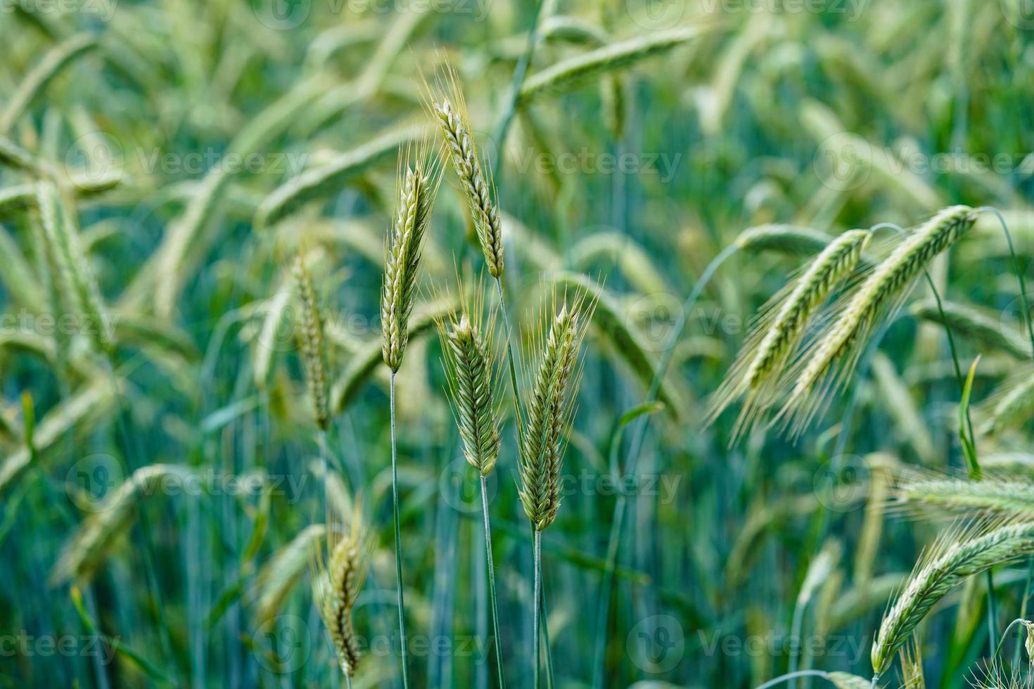 Ripe grain in a cornfield near Hamburg photo