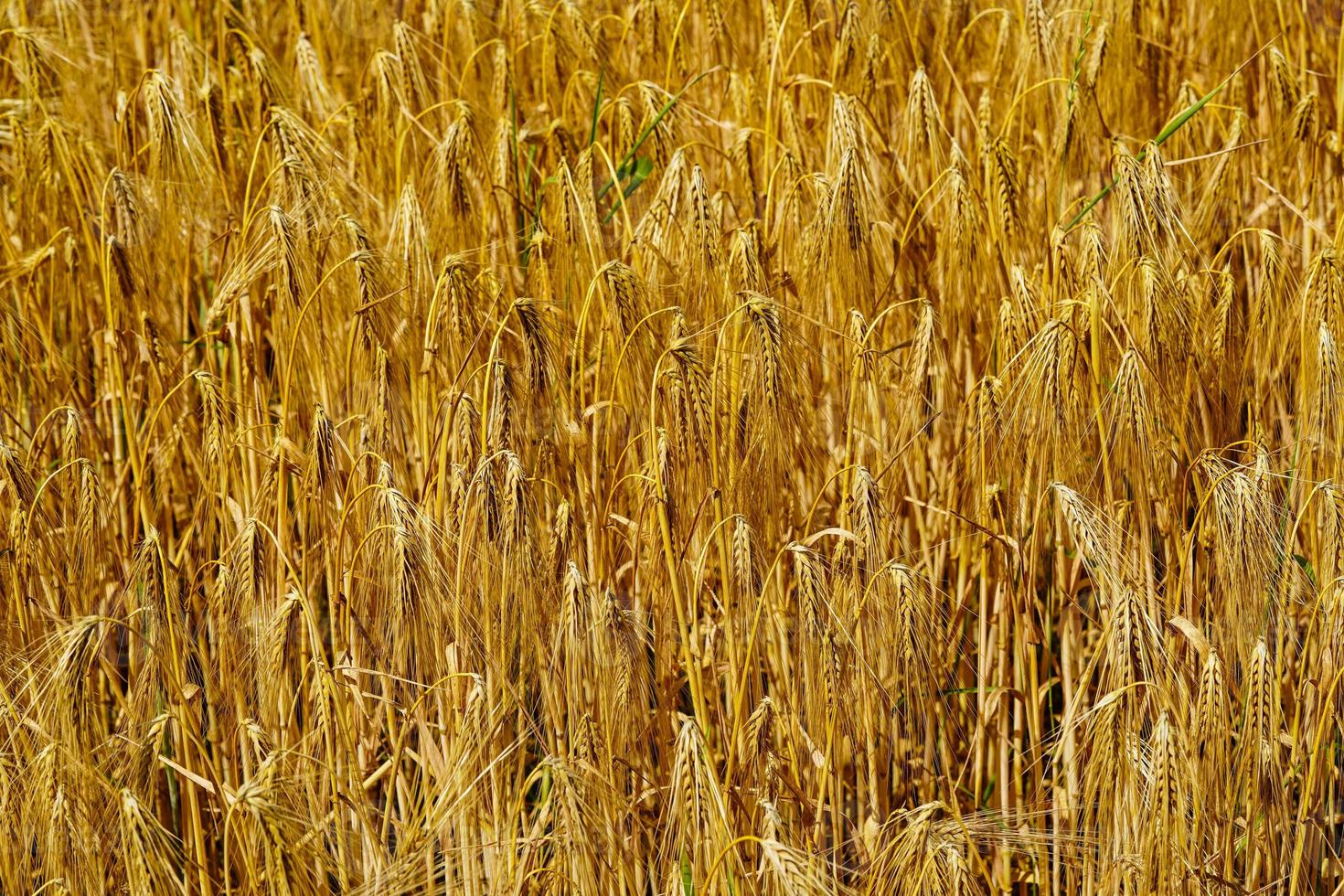 Ripe grain in a cornfield near Hamburg photo