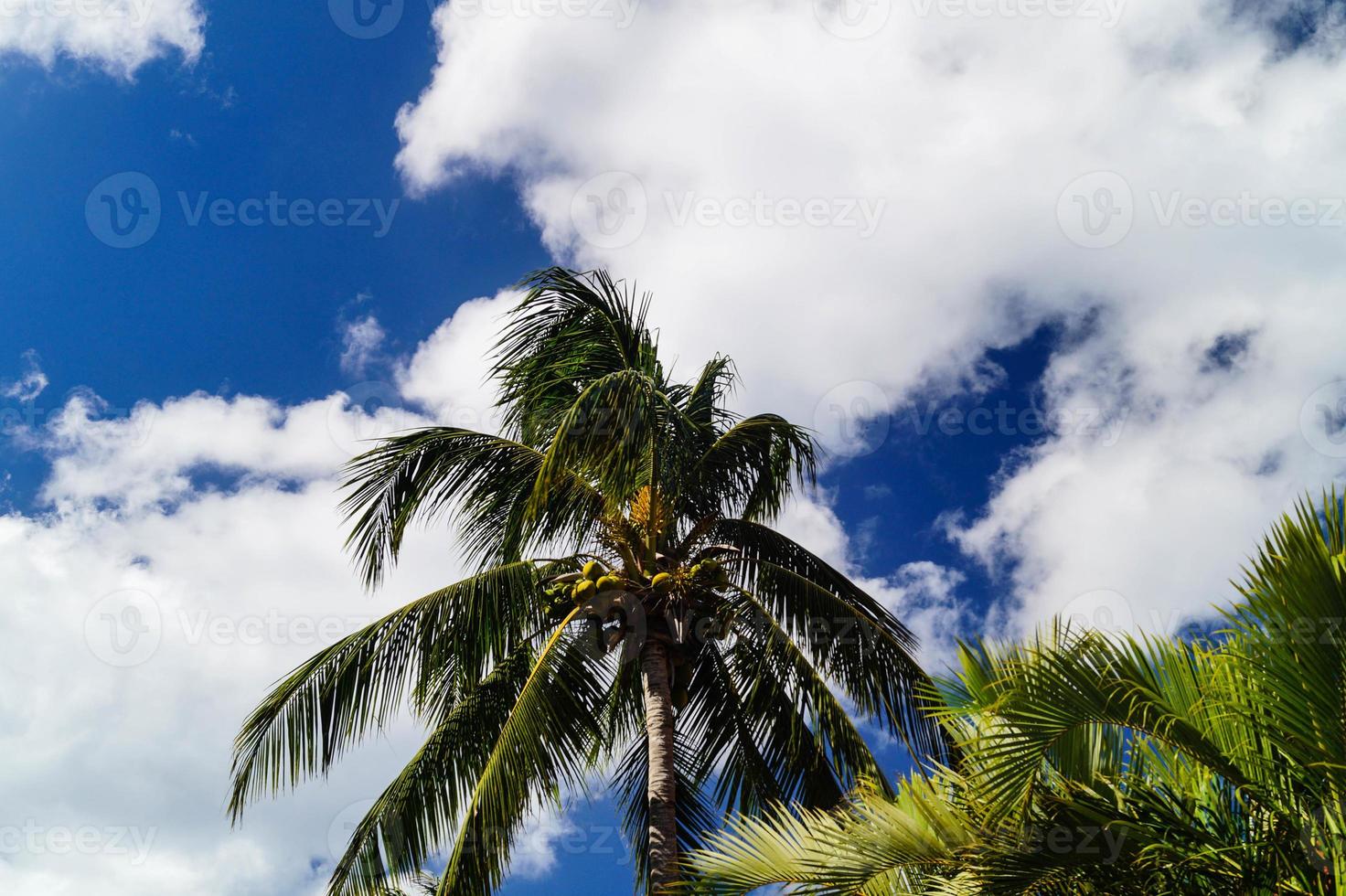 Coconut Palm tree at Saint Lucia photo