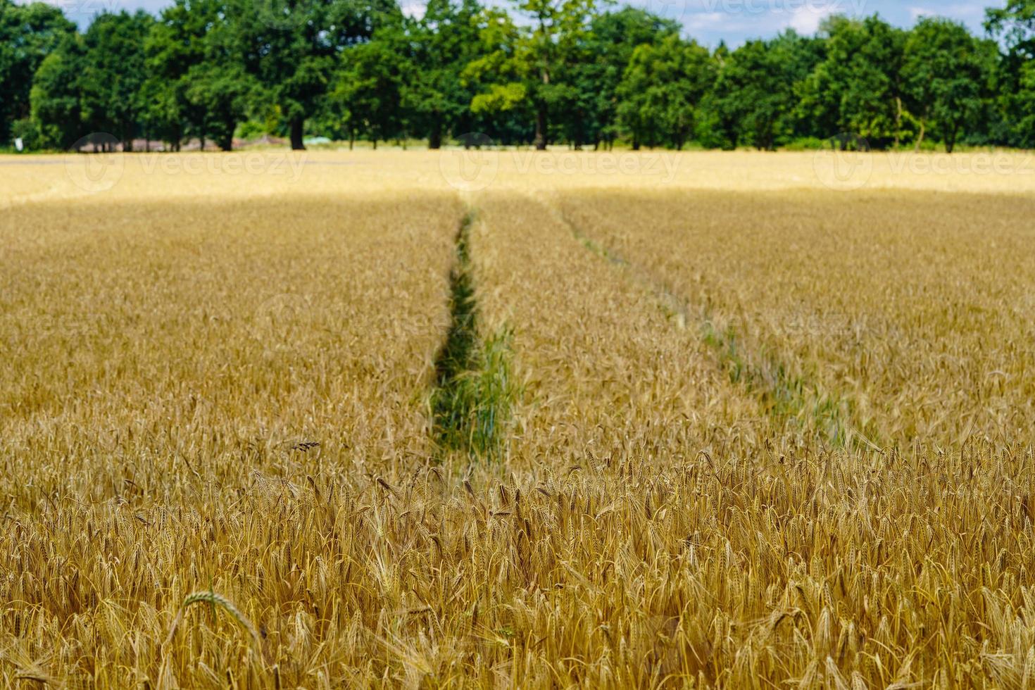 Ripe grain in a cornfield near Hamburg photo