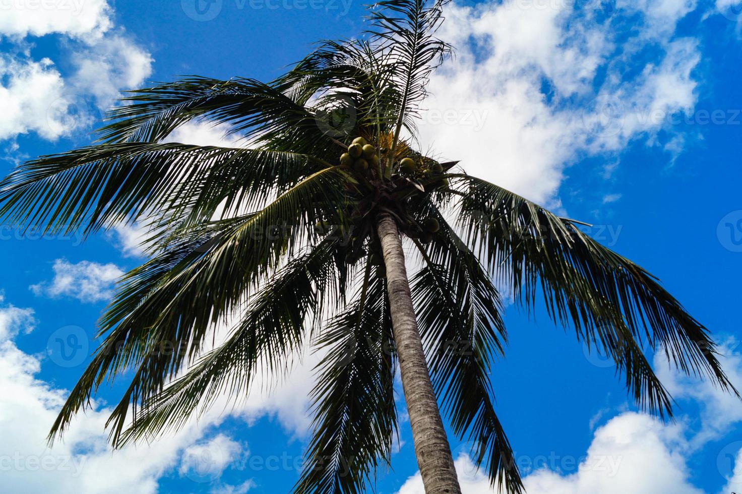 Coconut Palm tree at Saint Lucia photo