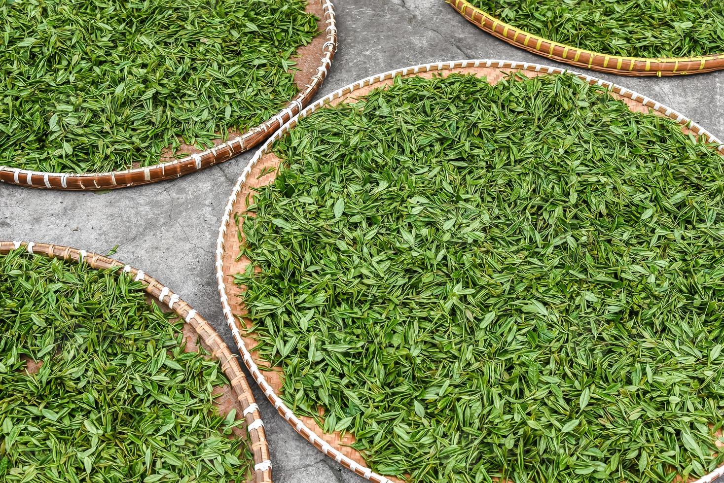Fresh green tea leaves in bamboo basket are collected for further processing in hangzhou china photo