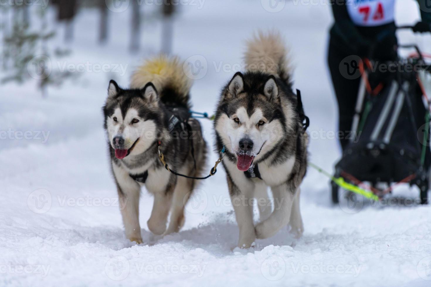 Sled dog racing. Husky sled dogs team in harness run and pull dog driver. Winter sport championship competition. photo