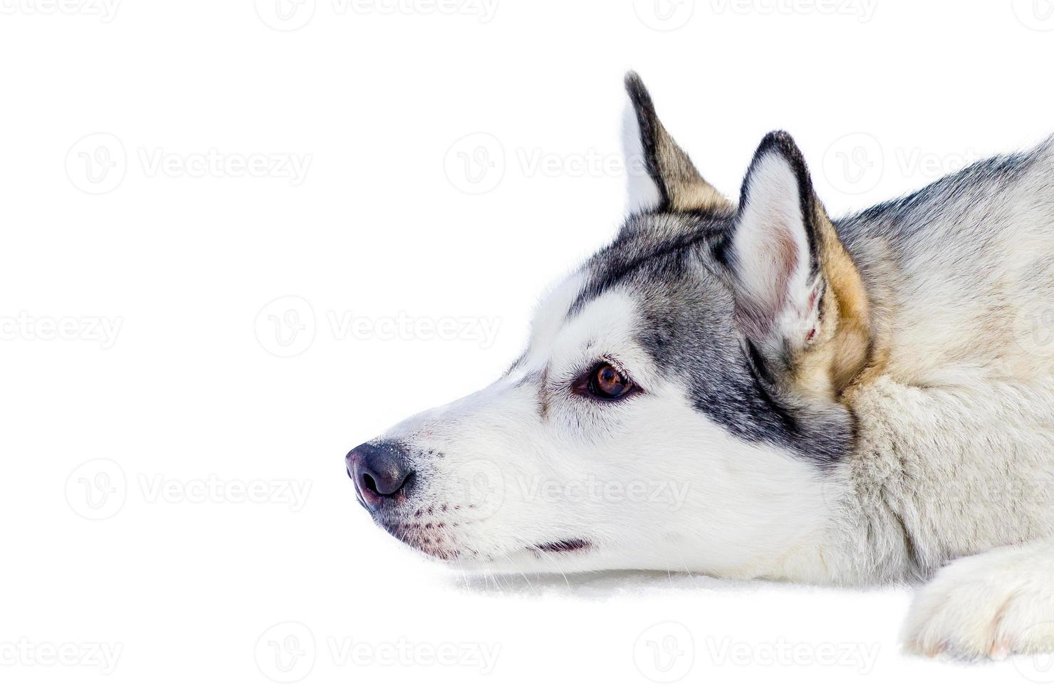 Siberian husky dog lying on snow, isolated portrait. Close up outdoor face portrait. Sled dogs race training in cold snow weather. Strong, cute and fast purebred dog for teamwork with sleigh. photo