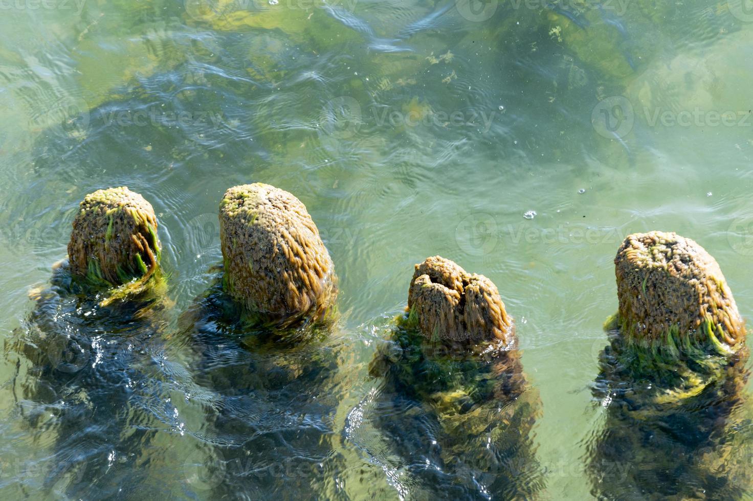 Broken wooden pier remains in sea. Beautiful water color under sunlight. Tide and sea spray. Old wooden posts overgrown seaweed. photo