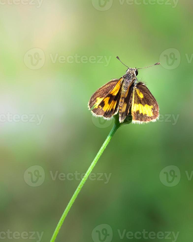 Primer plano de un insecto saltador sobre el césped foto