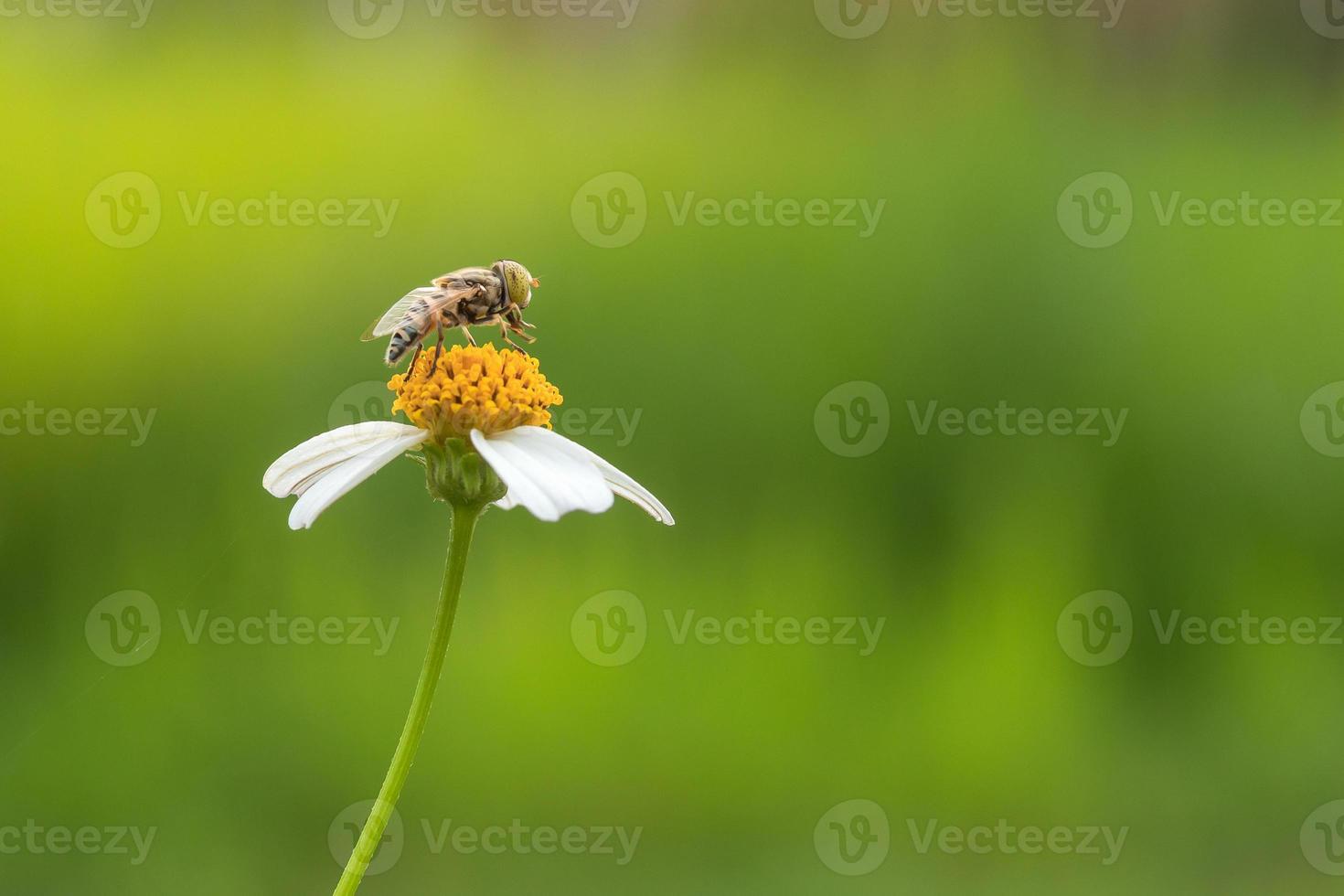 Close up of insect on daisy flowers photo