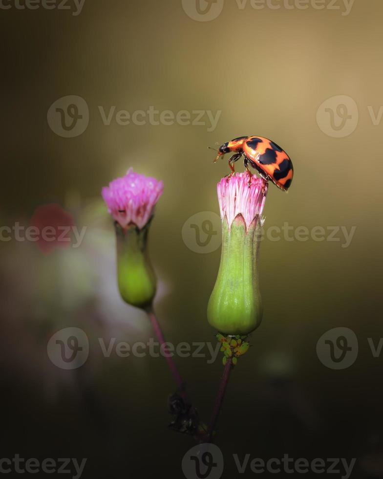 Close up of a ladybug on a grass flowers photo