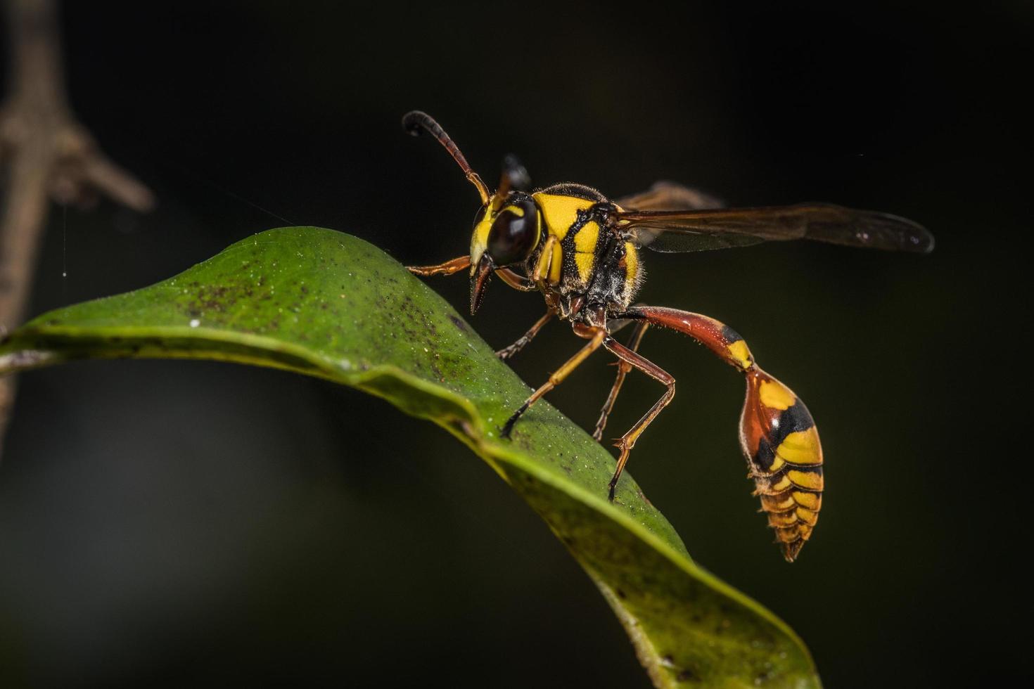 Close up yellow stripped wasp on leaf photo