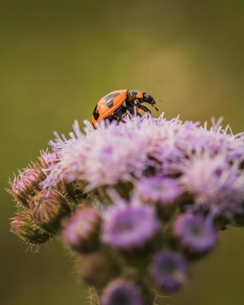 Close up of a ladybug on a grass flowers photo