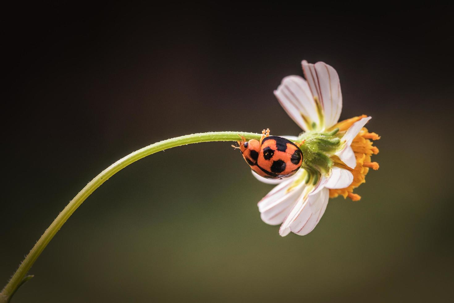 cerrar mariquita escondida en una flor foto