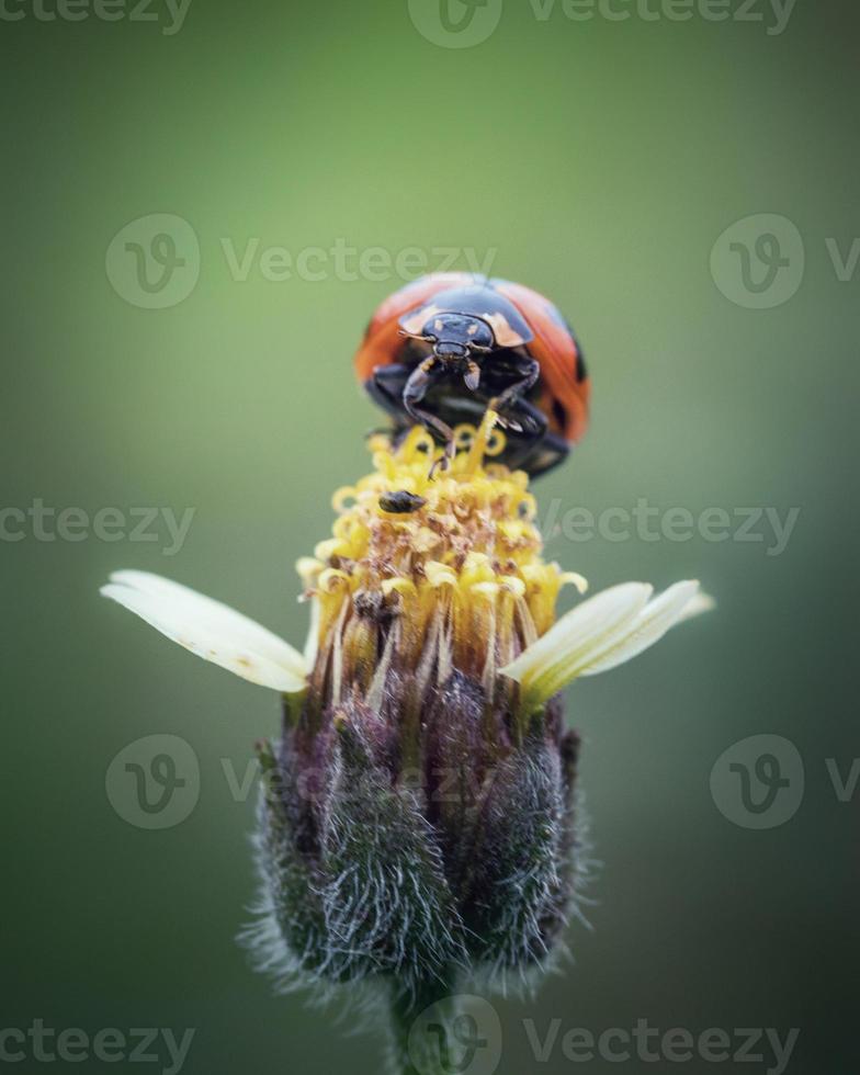 Close up ladybug on grass flower photo