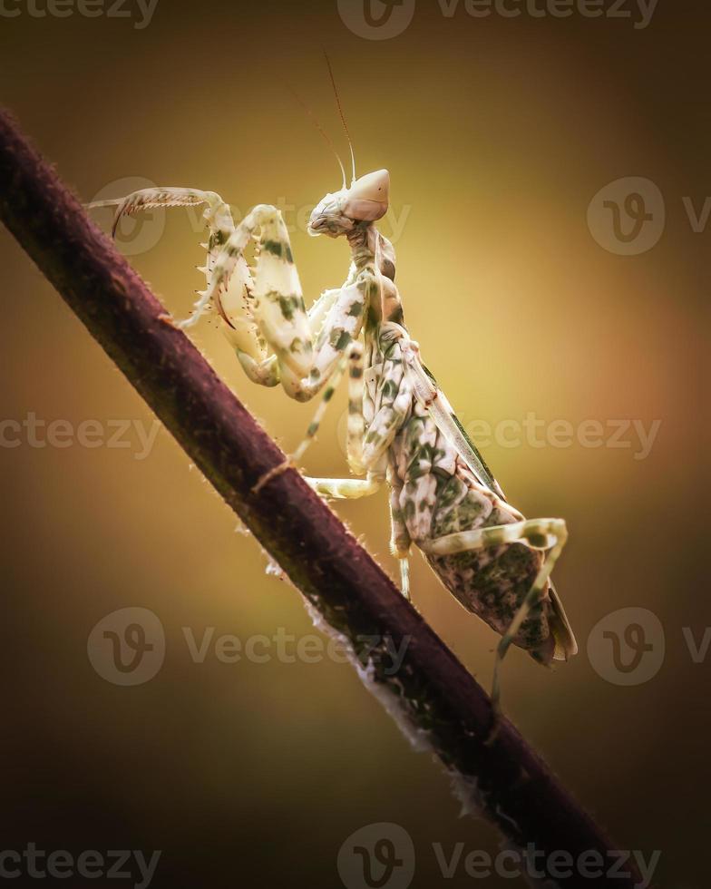 Close up praying mantis on branch with blurred nature background photo