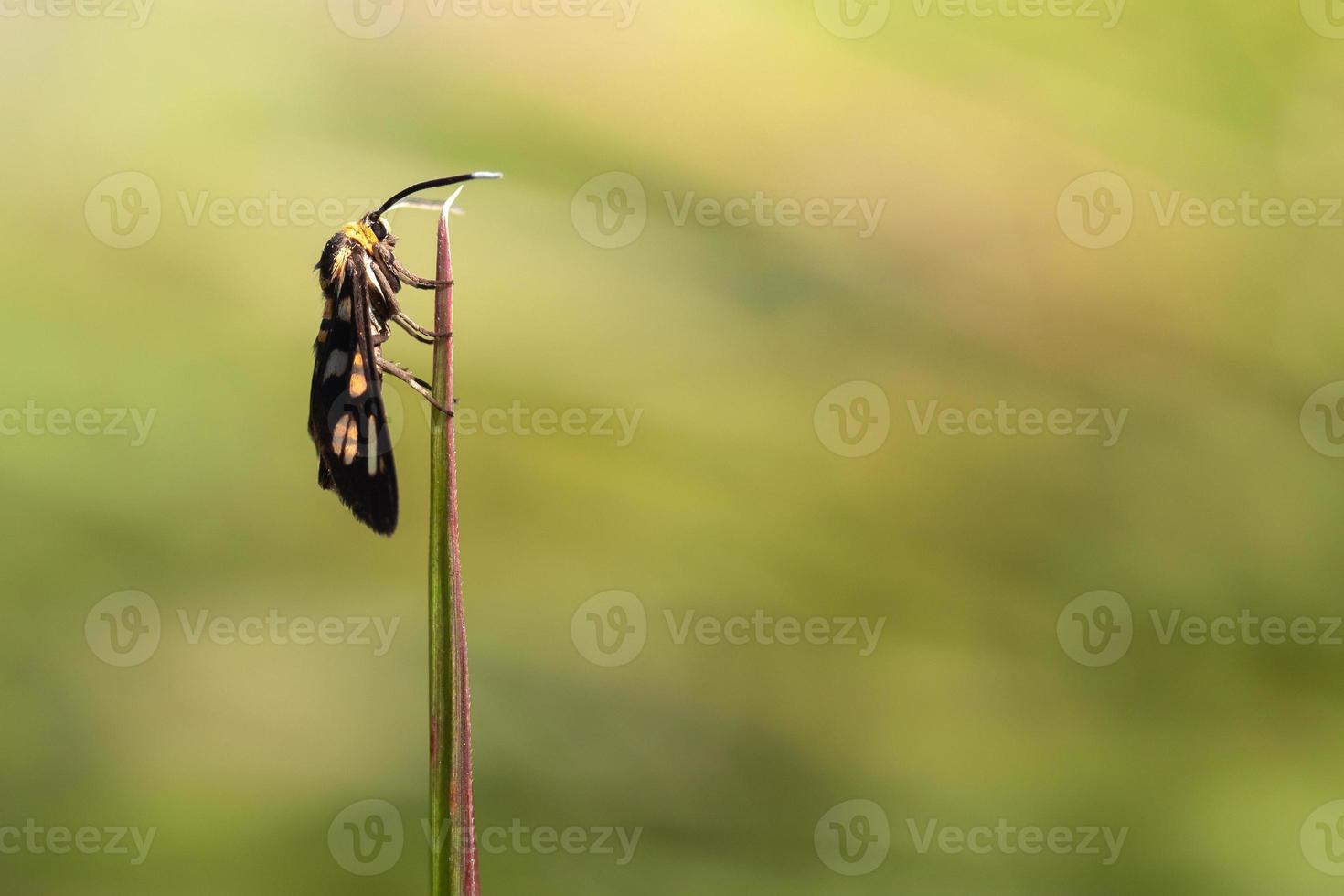 Close up wasp moth on grass photo