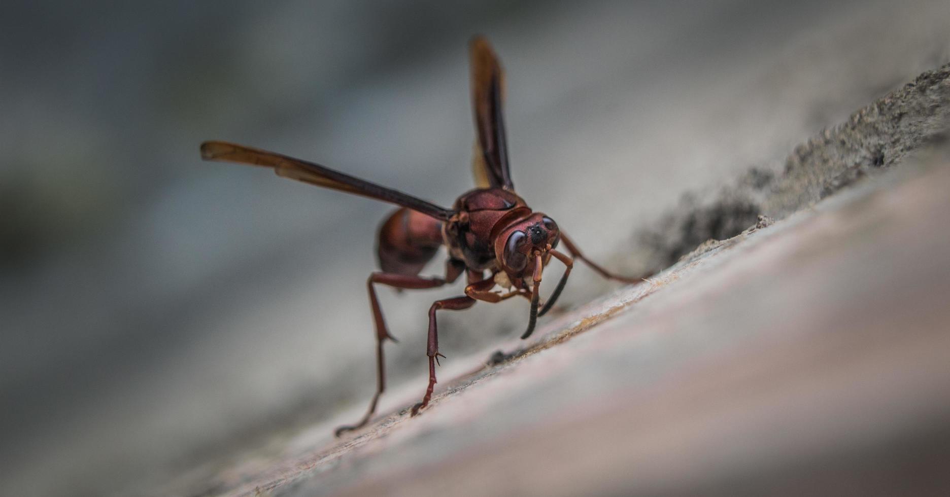 close up red wasp with blurred background photo
