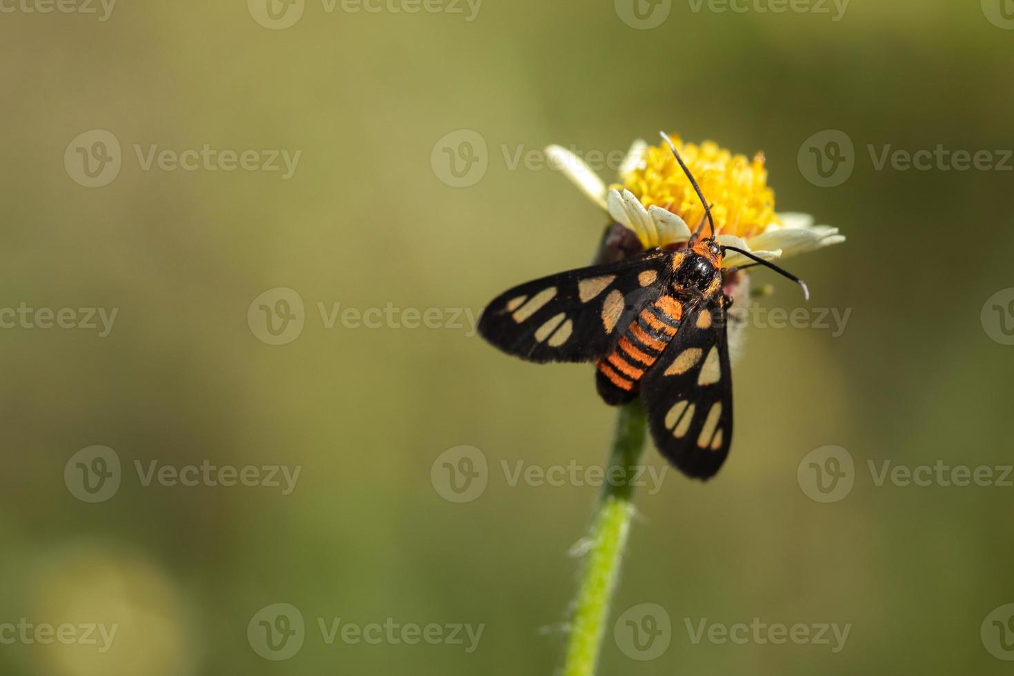 Close up wasp moth on grass flowers photo