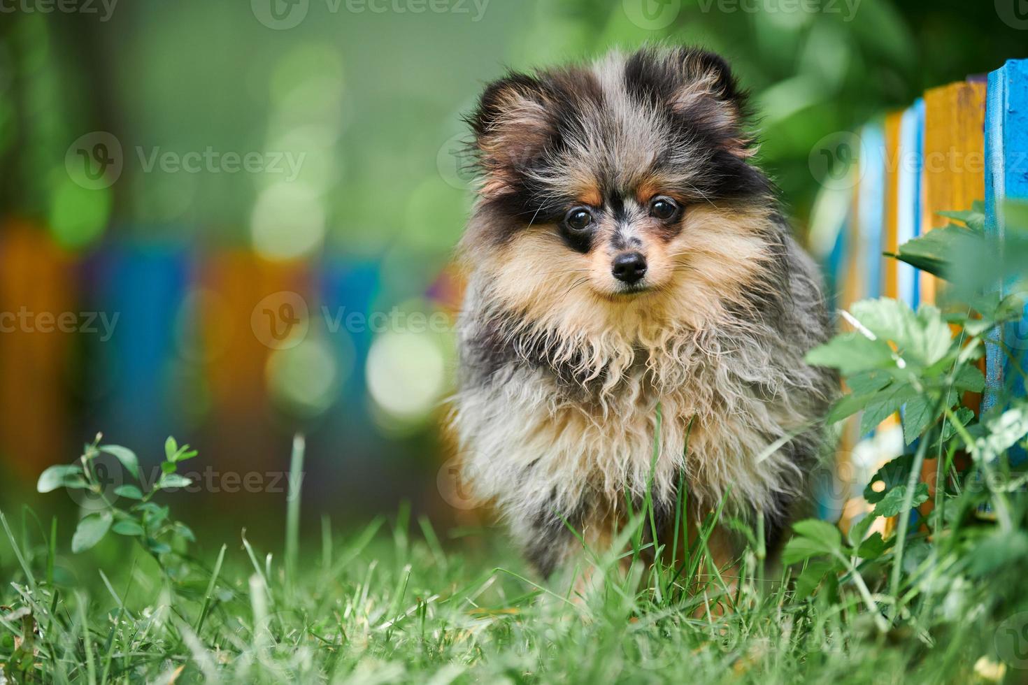 Pomeranian Spitz puppy in garden photo