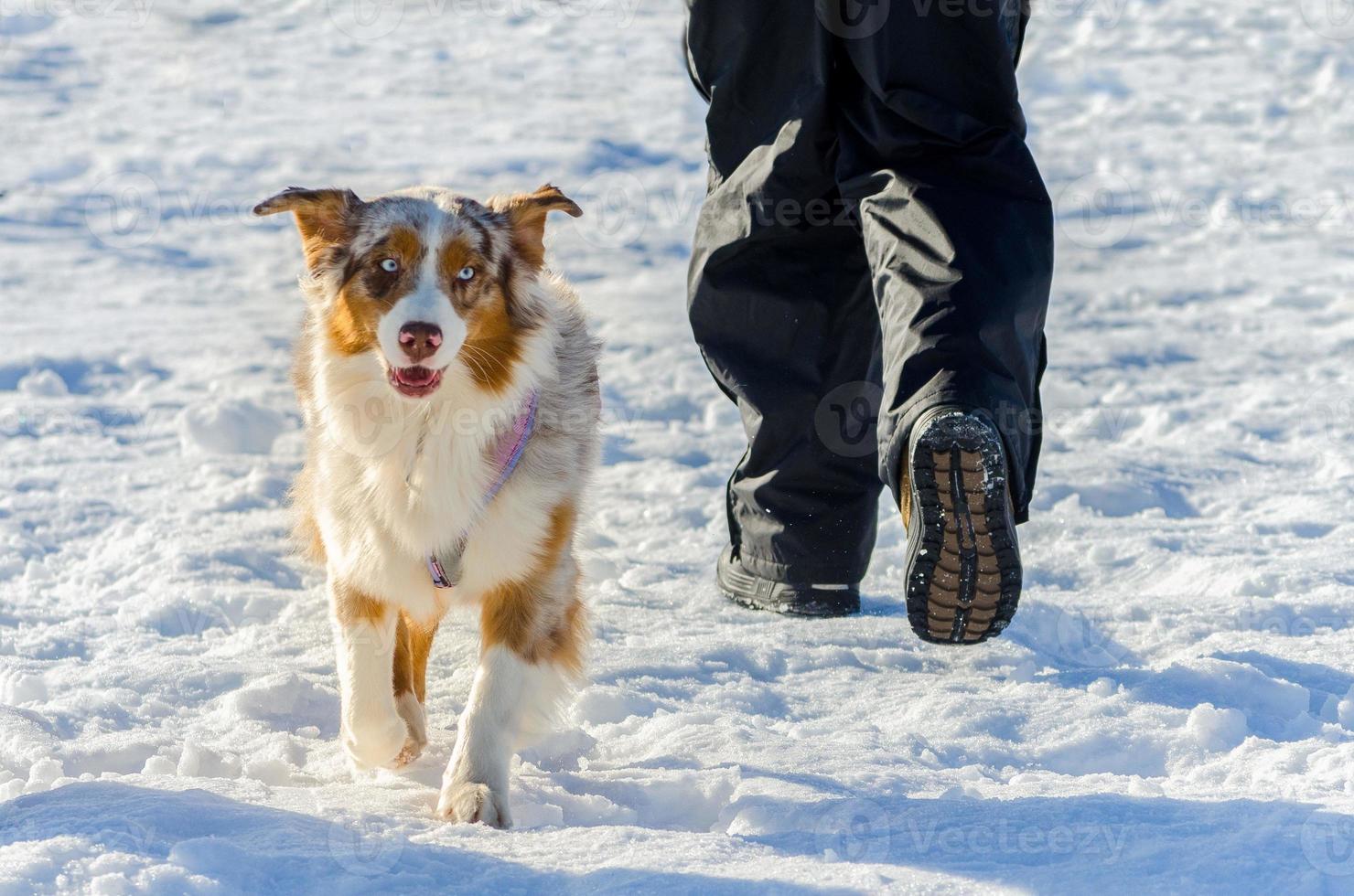 Handsome Siberian Husky dog with unusual fur color, outdoor portrait. Sled dogs race training in cold snow weather. photo