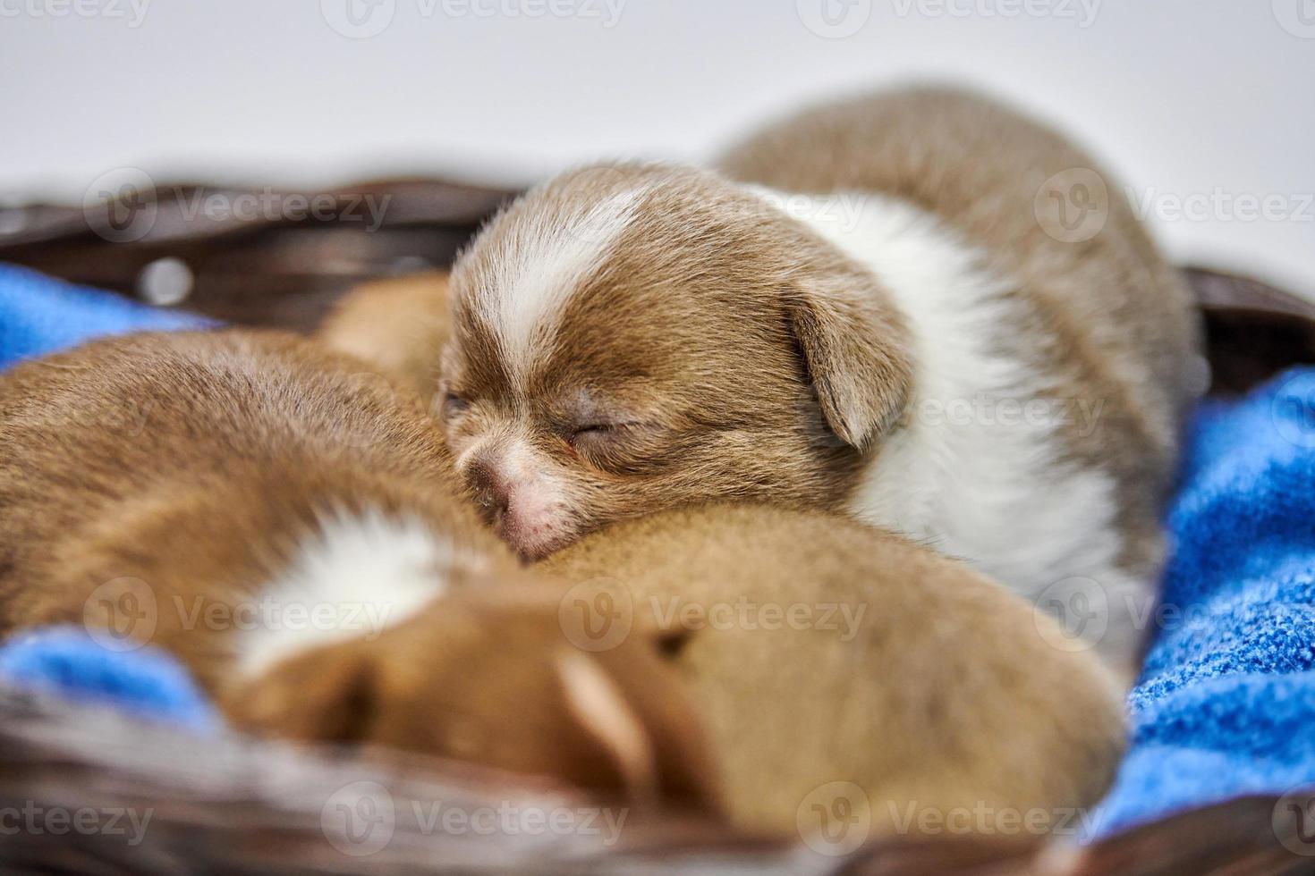 cachorros chihuahua durmiendo en canasta. foto