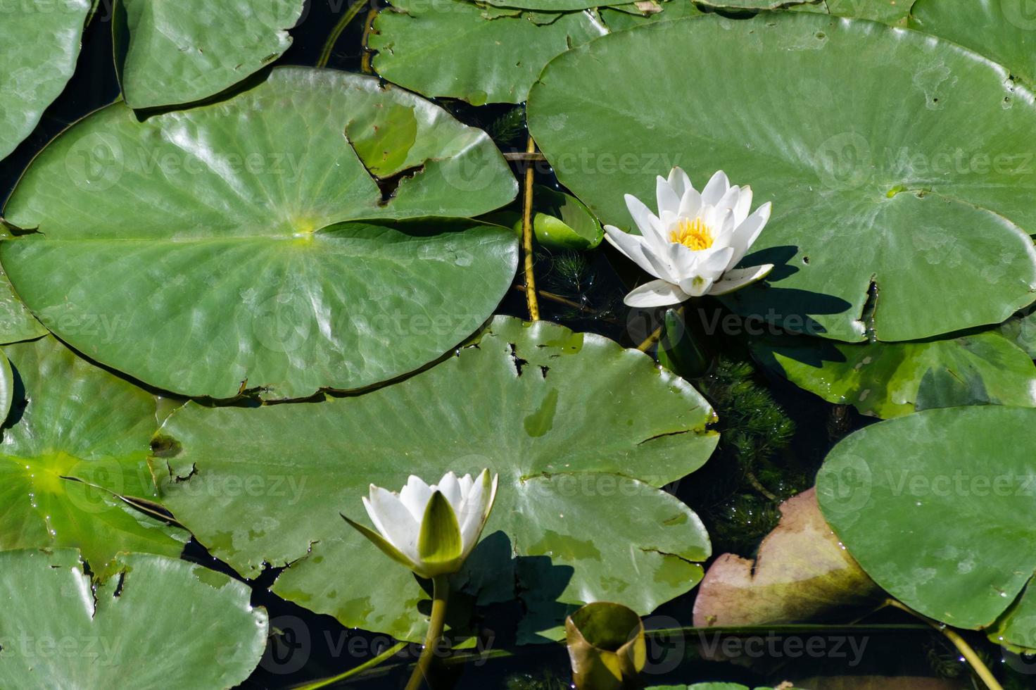 Water lily flower in river. National symbol of Bangladesh. Beautiful white lotus with yellow pollen. photo