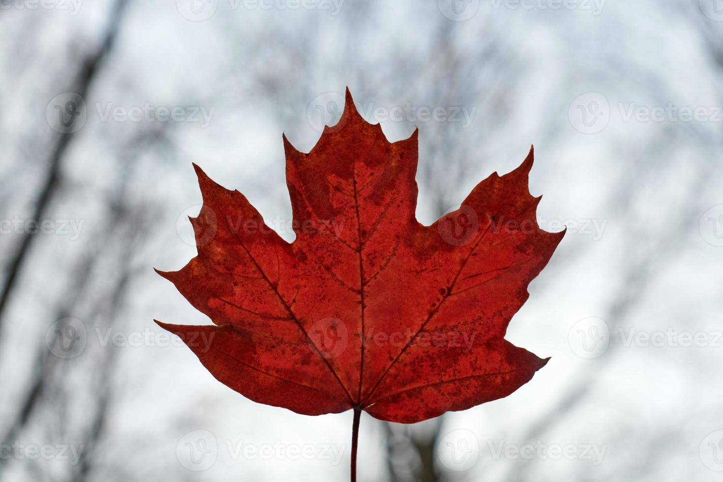 Red autumn leaf on blue sky background photo