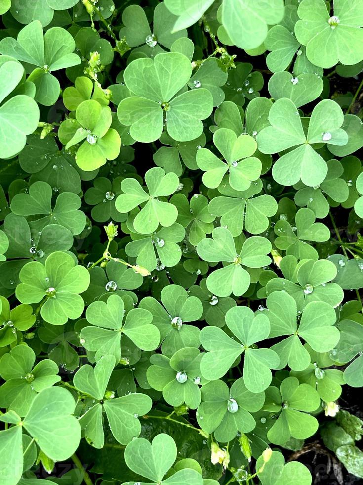 Natural green background with fresh green clover leaves. Spring and summer theme. Shamrock in the forest. St Patrick day background, holiday symbol. Macro photo of nature plant green clover