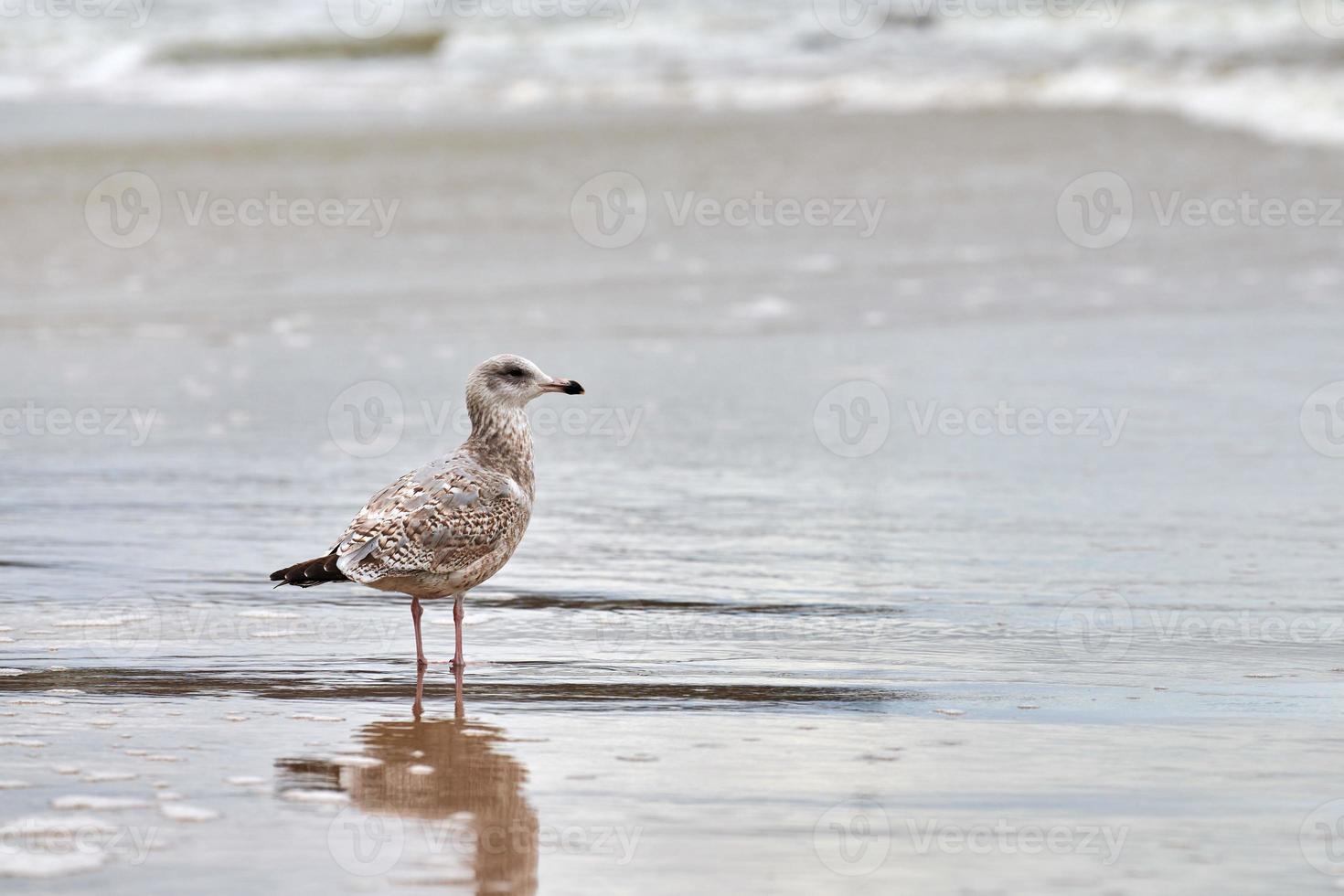 Larus michahellis, yellow-legged gull walking on seashore photo