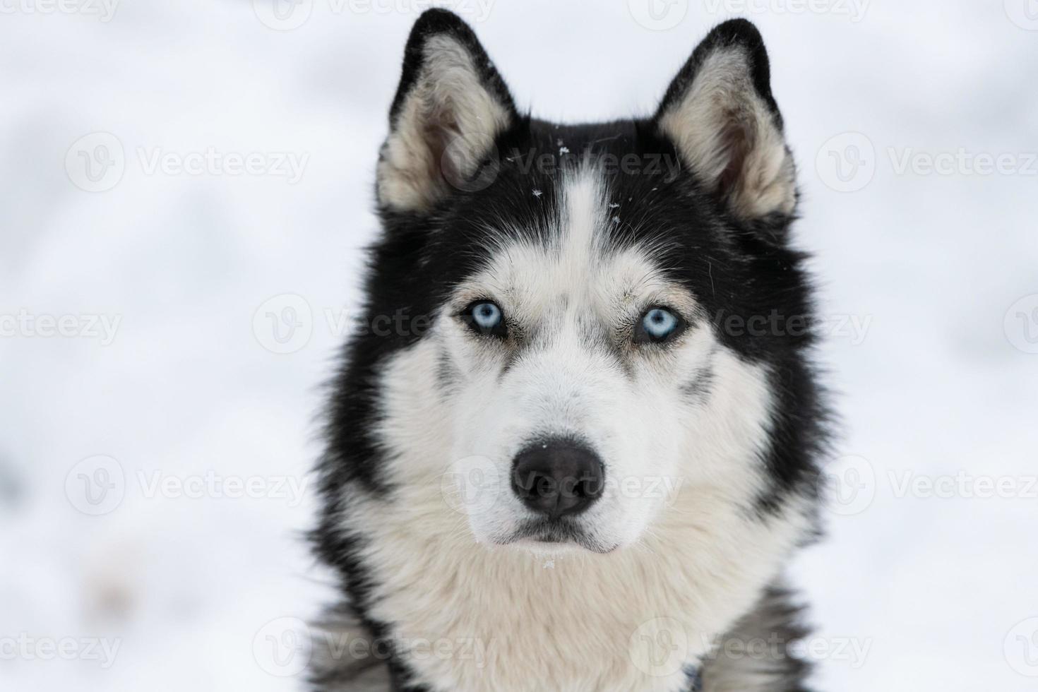 Husky dog portrait, winter snowy background. Funny pet on walking before sled dog training. photo