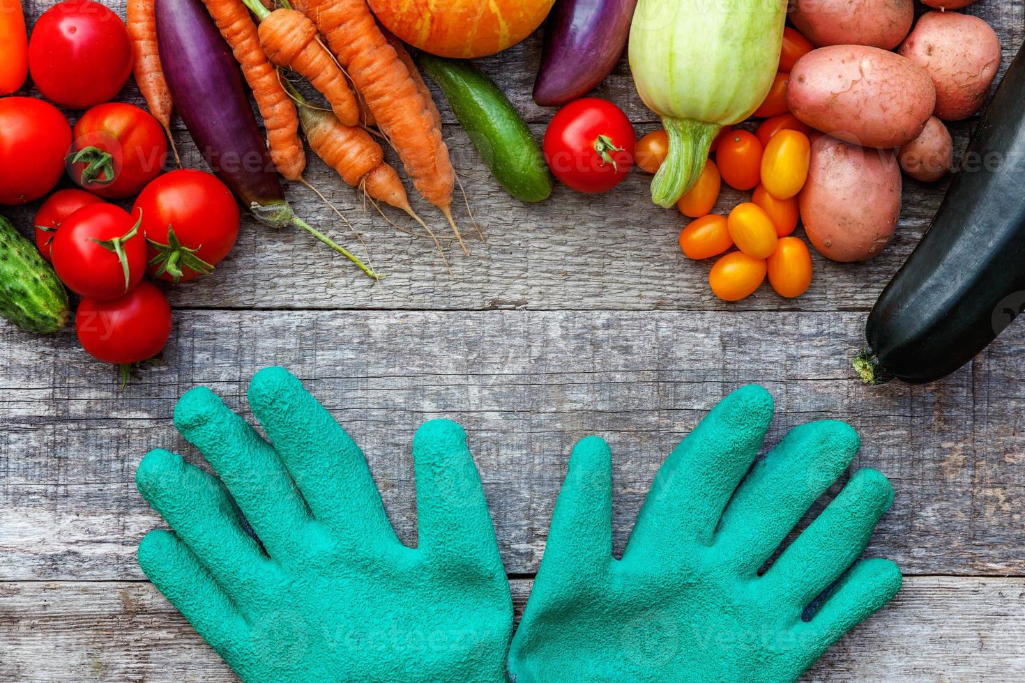 Assortment different fresh organic vegetables and gardening gloves on country style wooden background. Healthy food vegan vegetarian eating dieting concept. Local garden produce clean food. photo