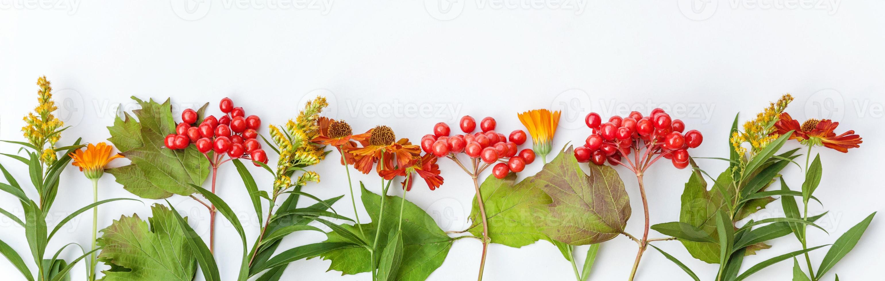 composición floral de otoño. marco hecho de plantas bayas de viburnum, flores frescas de naranja sobre fondo blanco. concepto de papel tapiz de ecología de plantas naturales de otoño otoño. espacio de copia de vista superior plana. bandera foto