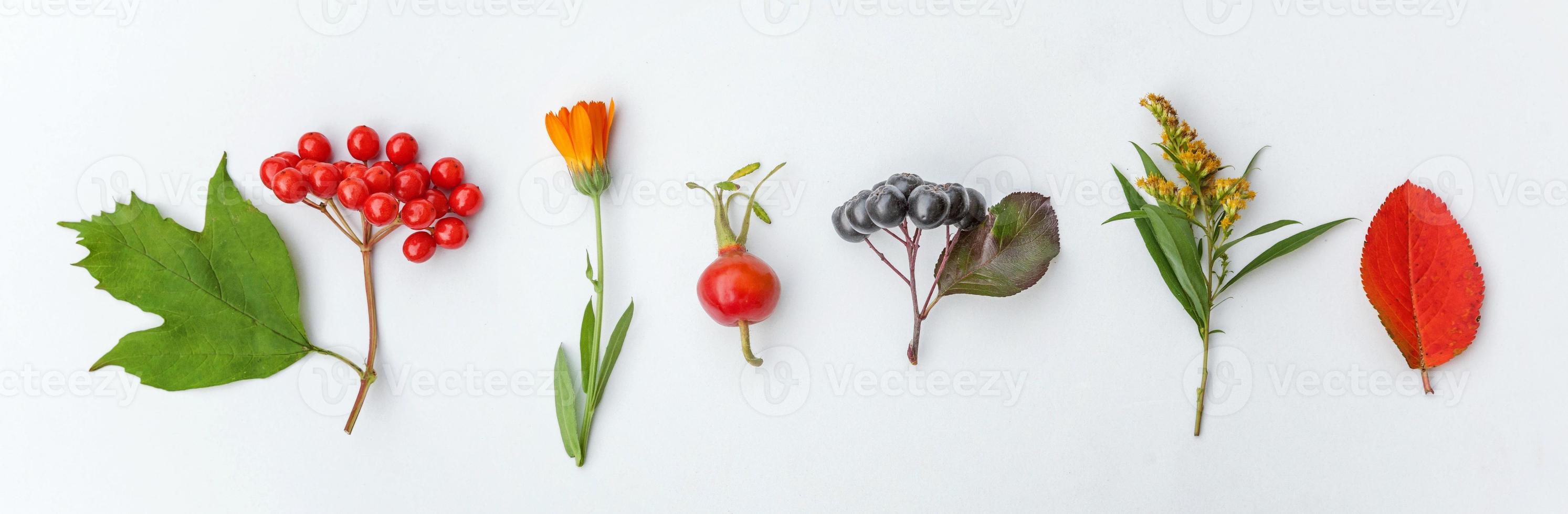 Autumn floral composition. Plants viburnum rowan berries dogrose flowers colorful leaves isolated on white background. Fall natural plants ecology wallpaper concept. Flat lay top view, banner photo