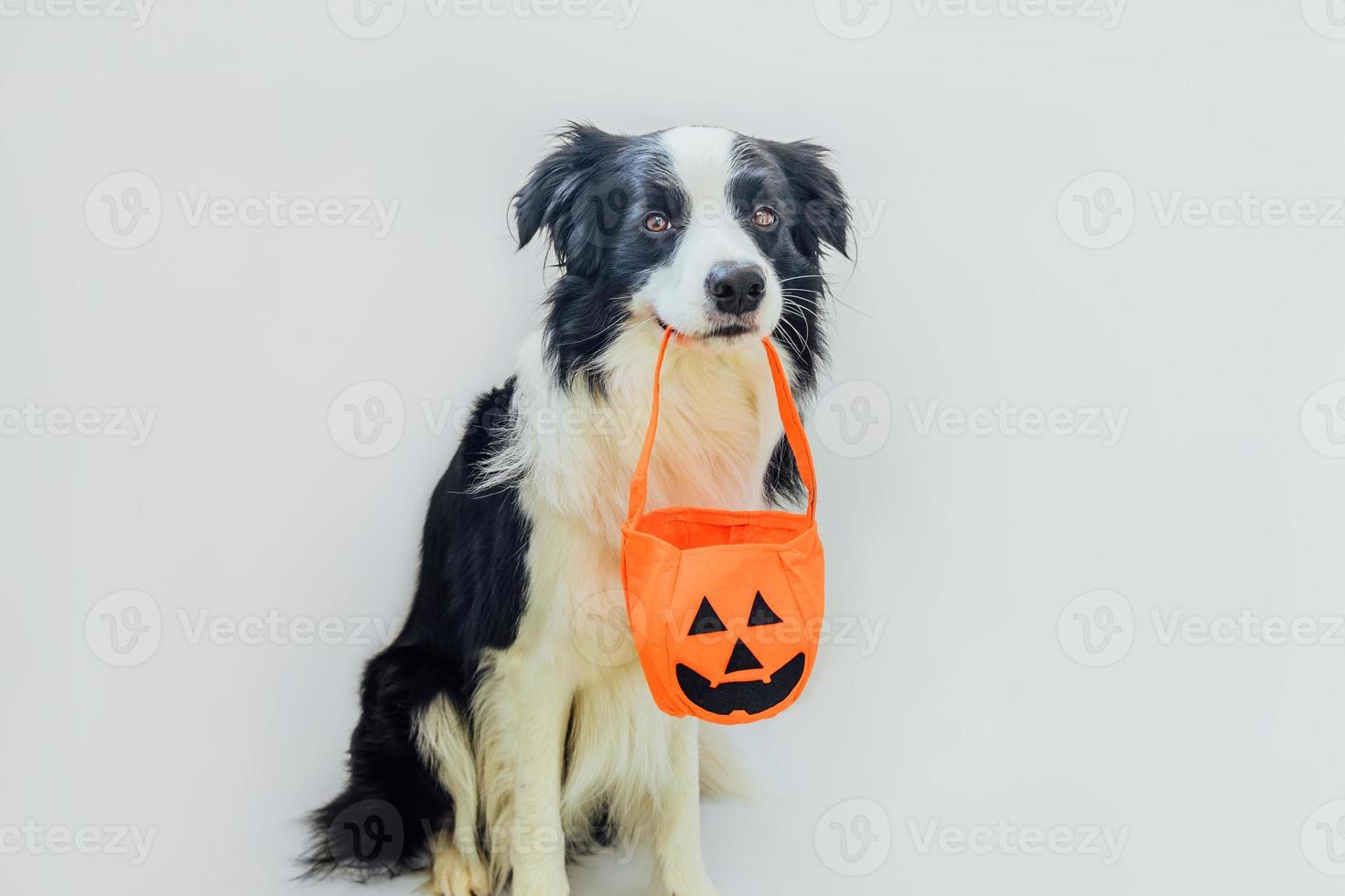 Trick or Treat concept. Funny puppy dog border collie holding pumpkin basket in mouth isolated on white background. Preparation for Halloween party. photo