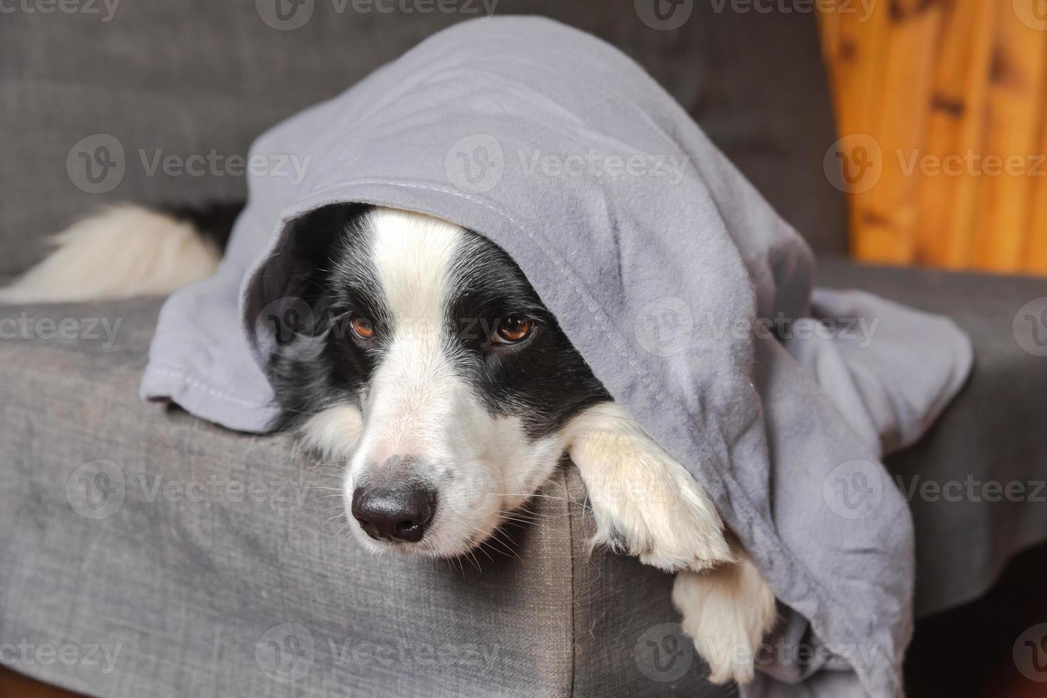 Funny puppy dog border collie lying on couch under plaid indoors. Little pet dog at home keeping warm hiding under blanket in cold fall autumn winter weather. Pet animal life Hygge mood concept. photo
