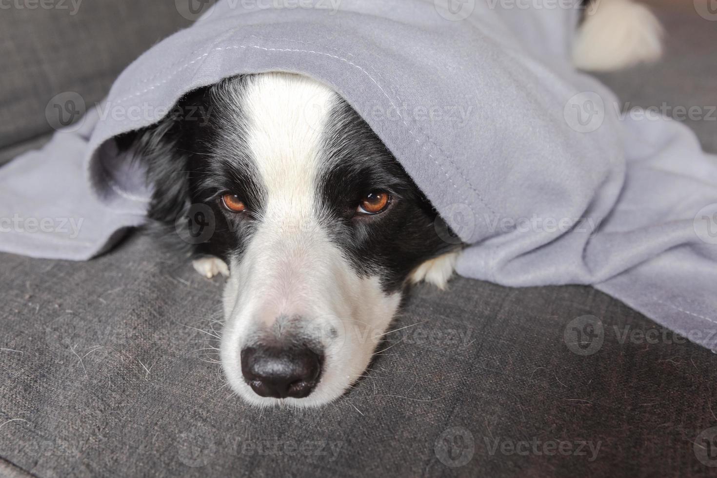 Funny puppy dog border collie lying on couch under plaid indoors. Little pet dog at home keeping warm hiding under blanket in cold fall autumn winter weather. Pet animal life Hygge mood concept. photo