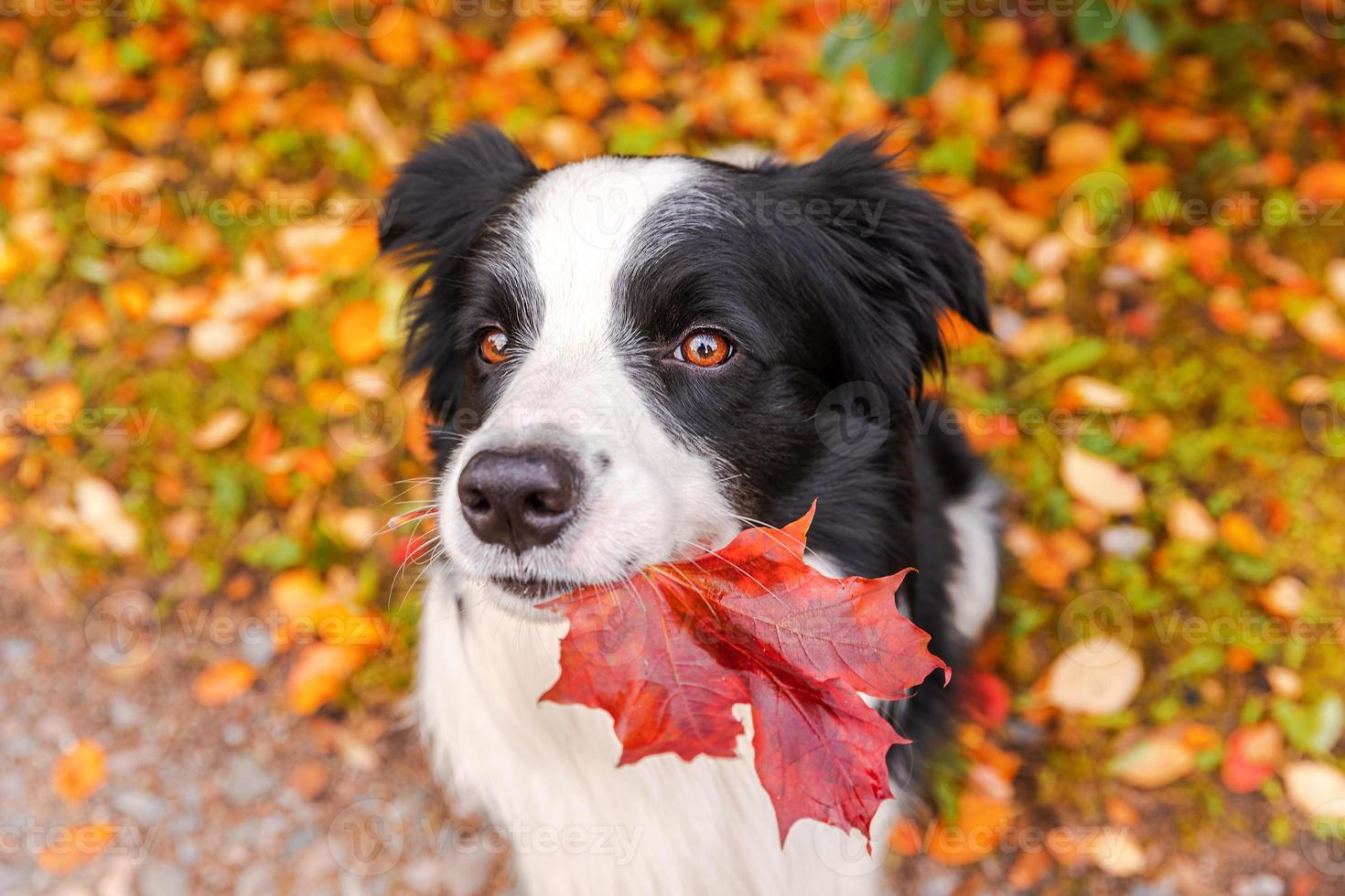 Funny puppy dog border collie with orange maple fall leaf in mouth sitting on park background outdoor. Dog sniffing autumn leaves on walk. Hello Autumn cold weather concept. photo