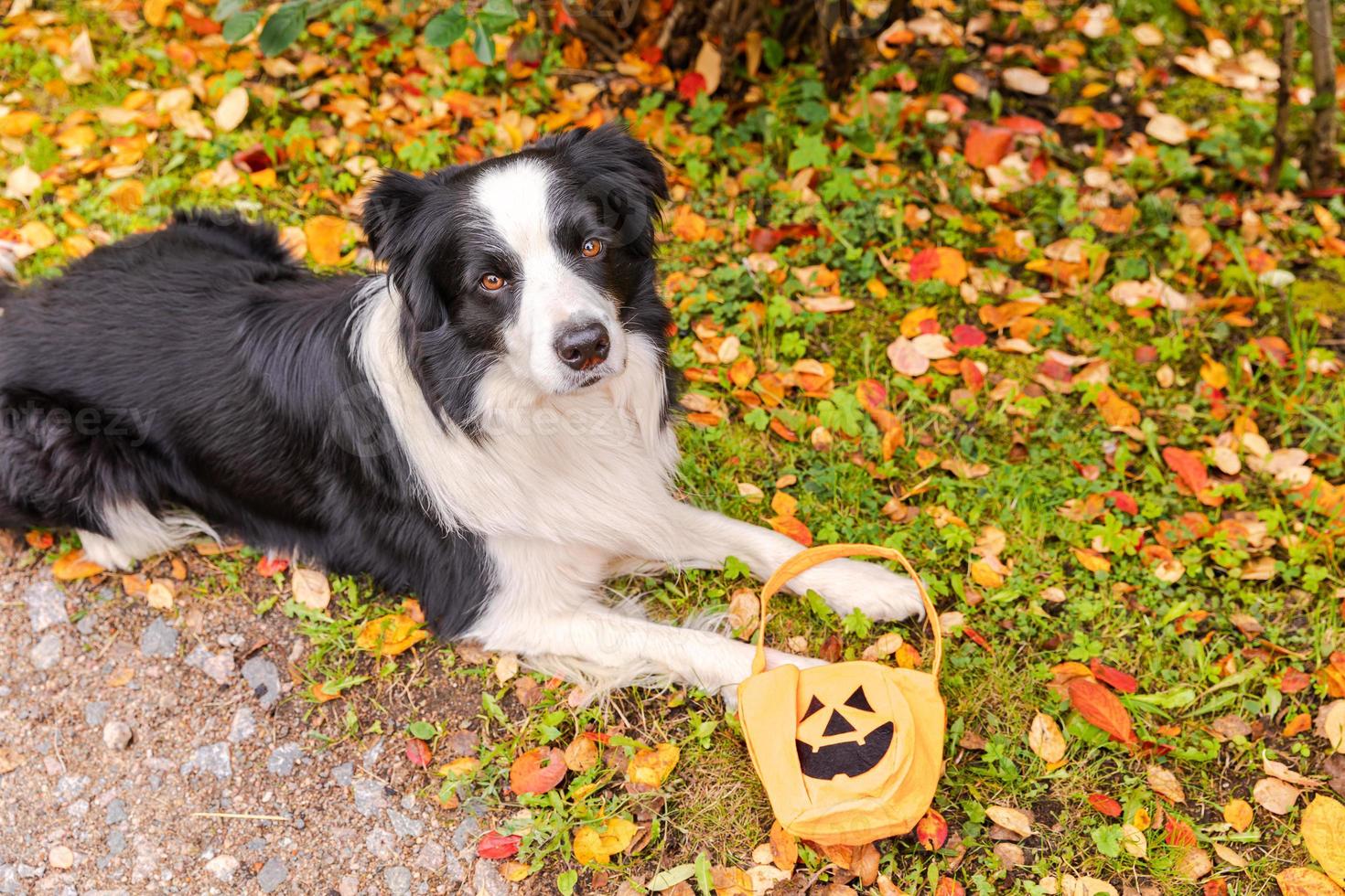 Trick or Treat concept. Funny puppy dog border collie holding pumpkin basket lying down on fall colorful foliage background in park outdoor. Preparation for Halloween party. photo