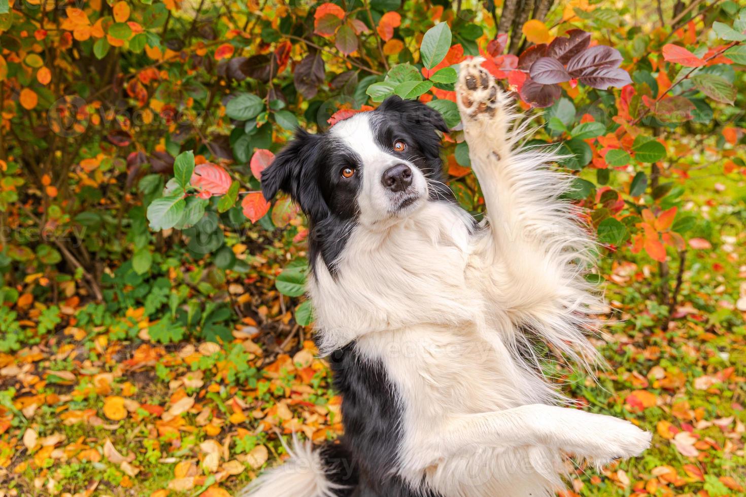 Funny smiling puppy dog border collie playing jumping on fall colorful foliage background in park outdoor. Dog on walking in autumn day. Hello Autumn cold weather concept. photo