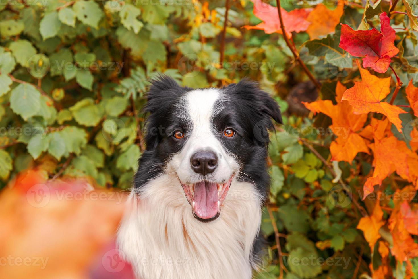 Funny smiling puppy dog border collie sitting on fall colorful foliage background in park outdoor. Dog on walking in autumn day. Hello Autumn cold weather concept photo