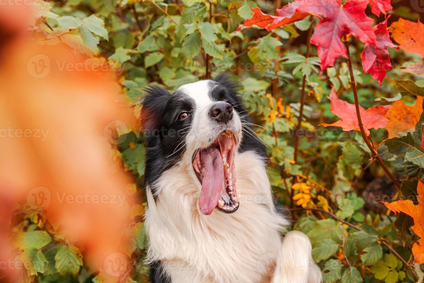 Puppy dog border collie with funny face playing jumping on fall colorful foliage background in park outdoor. Dog on walking in autumn day. Hello Autumn cold weather concept photo