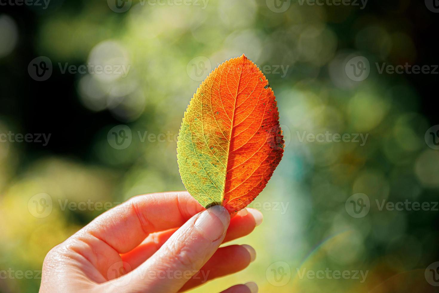 Closeup natural autumn fall view woman hands holding red orange leaf on dark park background. Inspirational nature october or september wallpaper. Change of seasons concept. photo