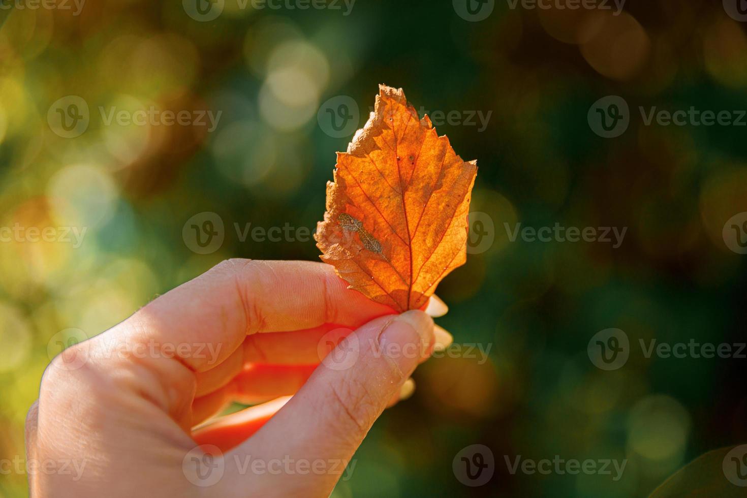 Closeup natural autumn fall view woman hands holding red orange leaf on dark park background. Inspirational nature october or september wallpaper. Change of seasons concept. photo