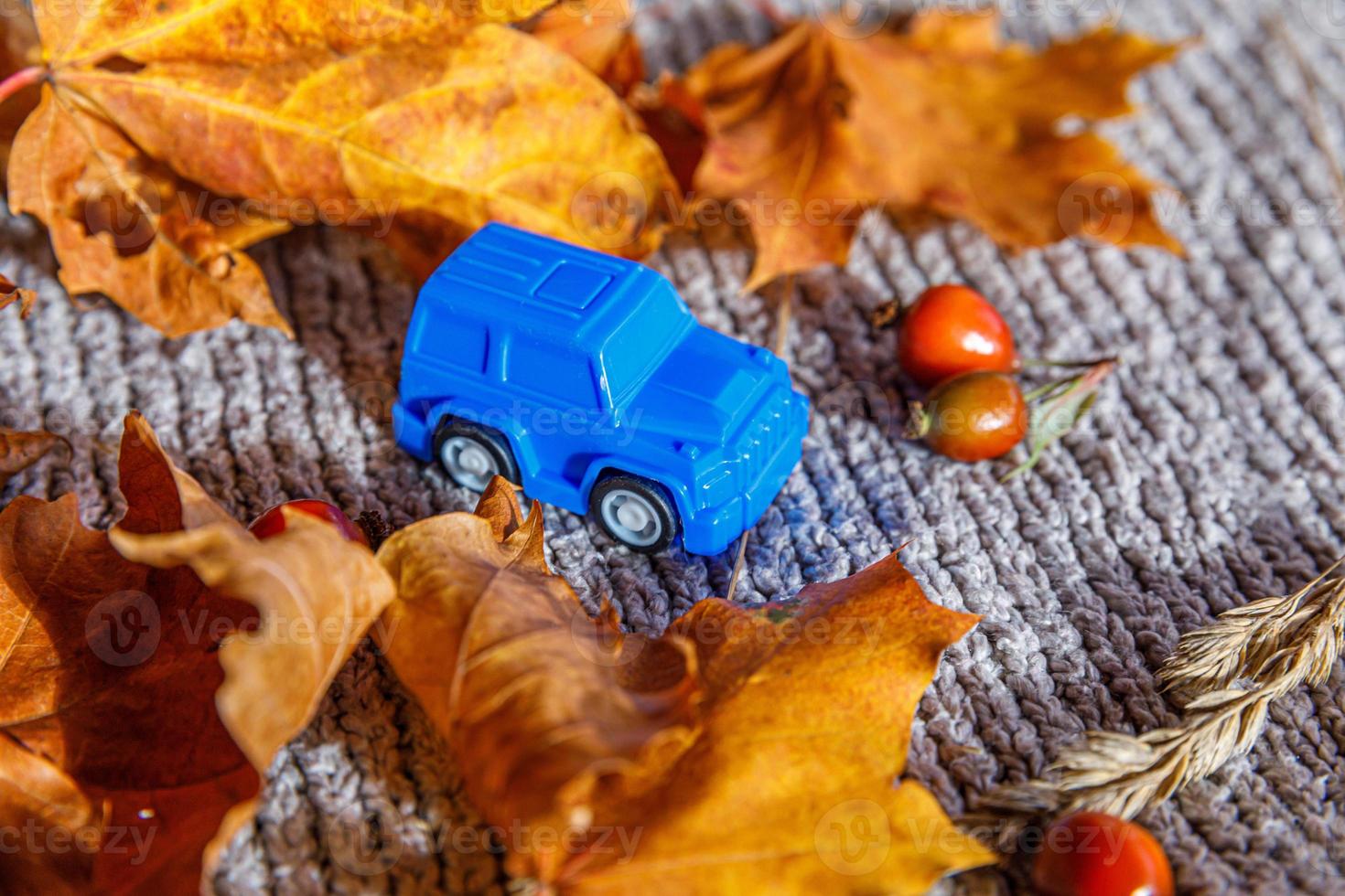 Autumnal Background. Blue toy car and dried orange fall maple leaves on grey knitted sweater. Thanksgiving banner copy space. Hygge mood cold weather delivery concept. Hello Autumn travel. photo