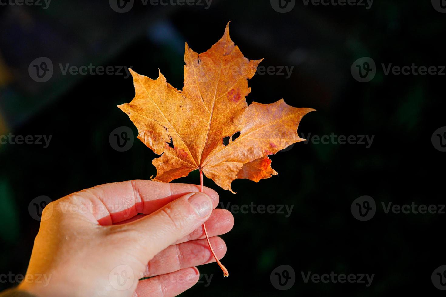 Closeup natural autumn fall view woman hands holding red orange maple leaf on dark park background. Inspirational nature october or september wallpaper. Change of seasons concept. photo