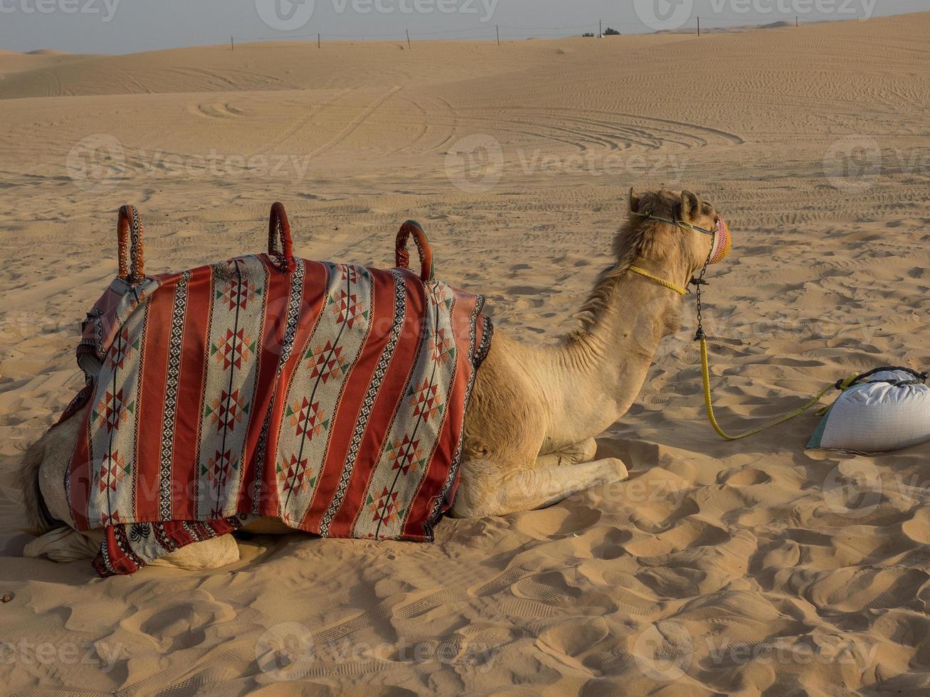 Abu Dhabi in the united arab emirates photo